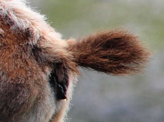 Camoscio d''Abruzzo Rupicapra pyrenaica ornata